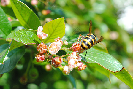 黄蜂昆虫副总裁宏观胡蜂花朵图片
