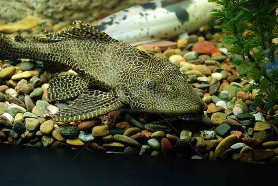 水族馆鱼类追求休闲环境热带蓝色野生动物条纹盐水海洋假期图片