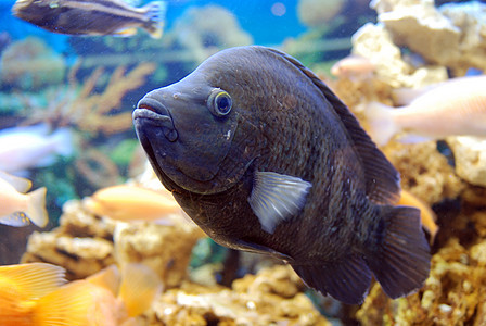 水族馆鱼类假期勘探野生动物盐水热带环境动物条纹追求风景图片