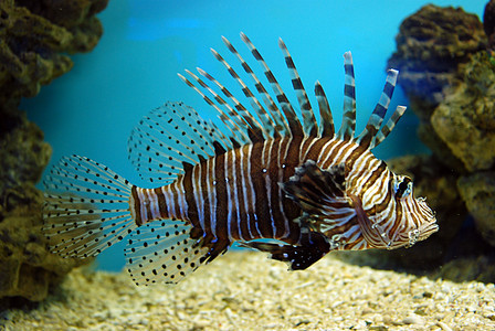 水族馆鱼类假期条纹环境休闲勘探动物蓝色风景热带野生动物图片