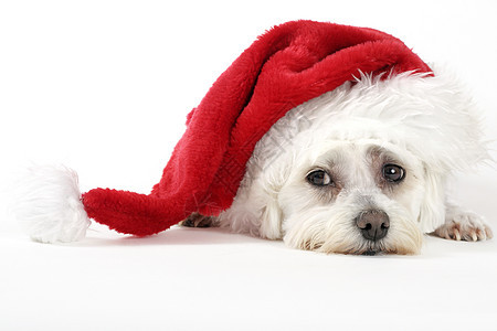 圣诞带圣诞帽子的小狗图片