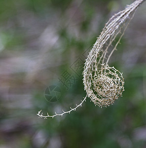 易变季节图片