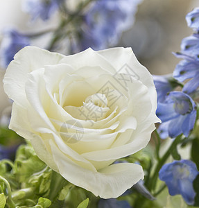 白玫瑰白色玫瑰花园焦点选择性图片