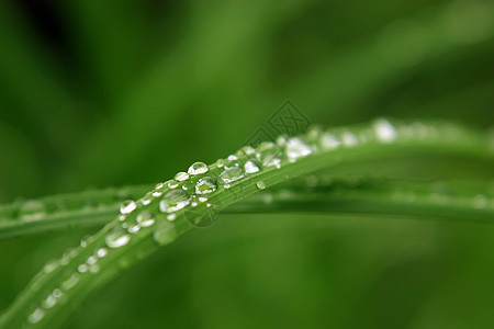 草地上的水滴叶子液体宏观飞沫植物雨滴湿度环境水分树叶图片