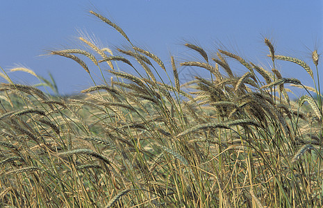 大麦的一个字段植物农业灌浆场地收成食物绿色生长谷物耳朵图片