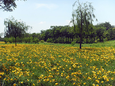 野外风景黄色花朵图片