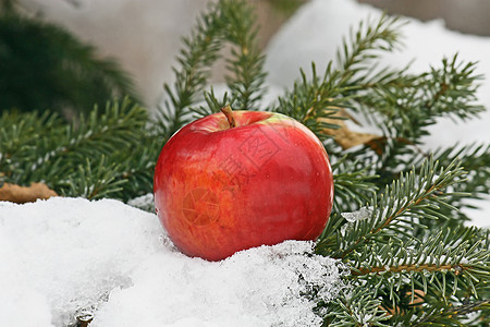 雪上苹果松树绿色白色季节背景新年红色一张照片图片