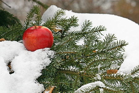 雪上苹果松树红色绿色白色新年背景一张照片图片