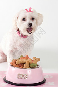 烤狗犬骨头宠物粉色猎犬食物饼干动物图片