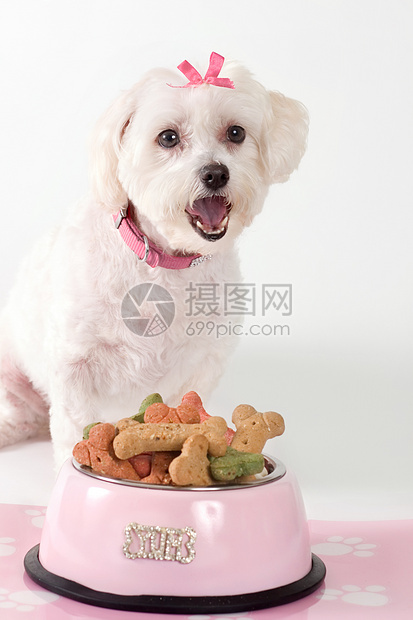 烤狗犬骨头宠物粉色猎犬食物饼干动物图片