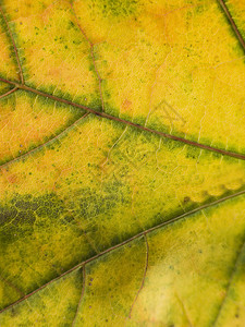 紧贴在秋叶上宏观工作室白色影棚作品植物橙子色彩季节黄色图片