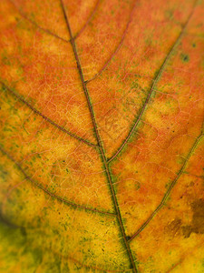 紧贴在秋叶上落叶黄色植物季节橙子白色色彩影棚工作室宏观图片