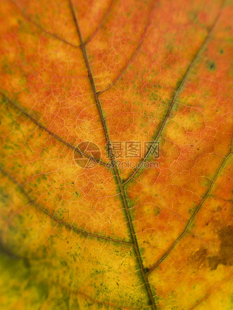 紧贴在秋叶上落叶黄色植物季节橙子白色色彩影棚工作室宏观图片