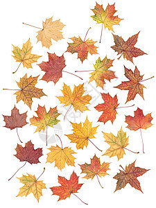 秋叶工作室色彩作品物体橙子白色黄色影棚季节落叶图片