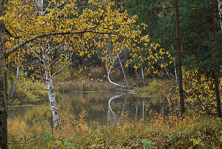 秋季风景公园白色池塘森林桦木树木绿色树叶黄色图片