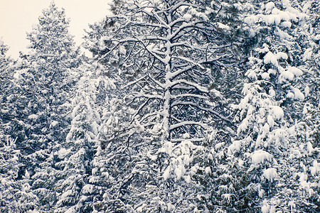 积雪的迷宫森林背景图片