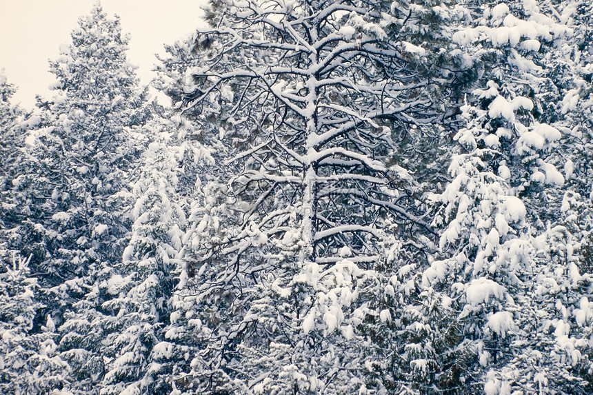 积雪的迷宫森林背景图片