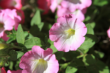 鲜花花白色宏观季节花园时间植物群植物太阳阳光晴天图片