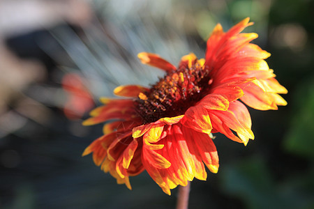 Daisy 花朵花园阳光宏观时间季节季节性团体太阳阳光照射晴天图片