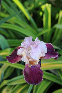 Iris 鲜花阳光照射宏观植物分支机构时间绿色阳光鸢尾花花园紫色图片