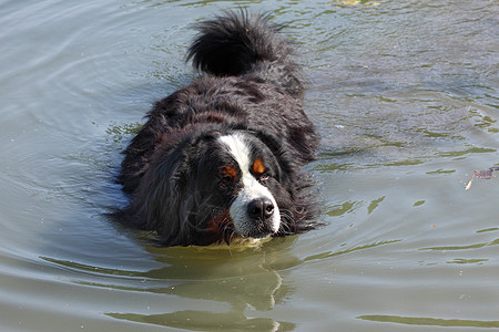 伯尔尼山狗在湖水中游泳美丽图片