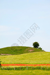 绿山和绿树植物群植物牧歌场地自由天空美丽爬坡花朵晴天图片