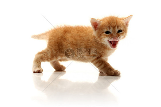 小可爱小猫咪白色尾巴晶须毛皮动物红色耳朵个性宠物哺乳动物图片