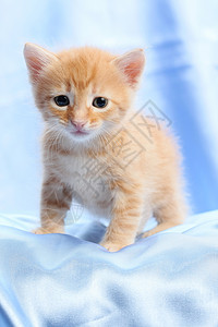 小可爱小猫咪眼睛小猫宠物动物红色柔软度个性头发耳朵毛皮图片