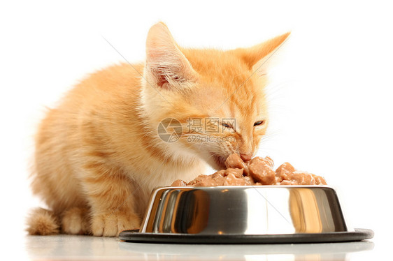 小小猫从钢碗里吃东西哺乳动物白色餐具欲望食物晶须毛皮专注小猫宠物图片