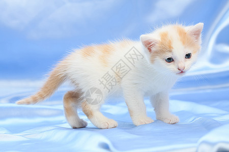 小可爱小猫咪好奇心耳朵哺乳动物爪子猫科动物个性头发尾巴蓝色眼睛图片