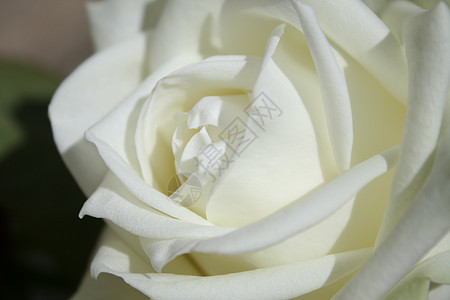 玫瑰花植物黄色白色季节性生活玫瑰宏观园艺花朵植物学图片