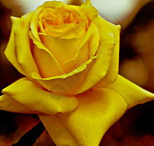 黄色的花园树叶玫瑰图片