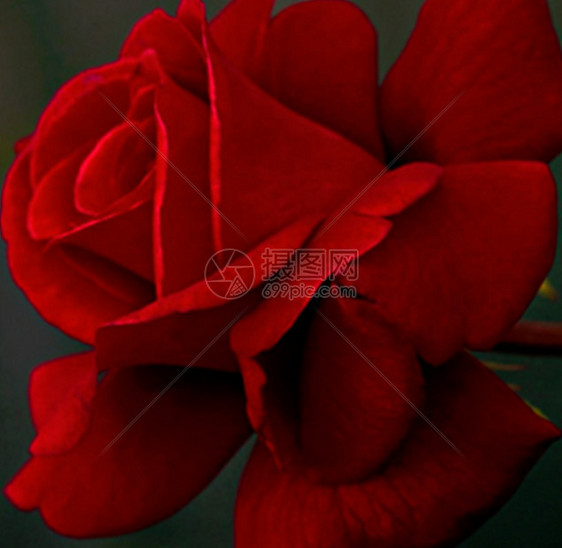 红花玫瑰花园树叶图片