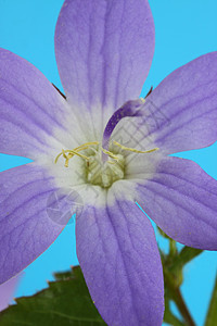 文卡语Name花瓣植物草本雄蕊树叶紫色图片