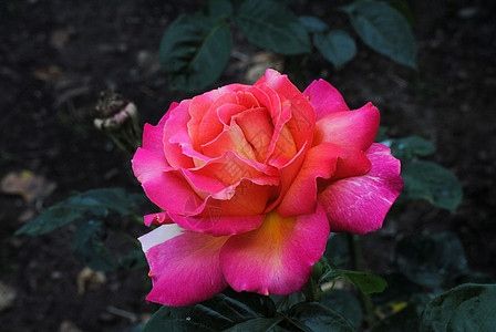 粉红混合茶玫瑰叫芝加哥和平植物学园艺粉色花瓣花园图片