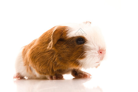婴儿实验性小猪白色鼻子仓鼠新生红色沙鼠头发宏观食物宠物图片