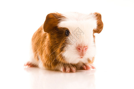 婴儿实验性小猪哺乳动物棕色仓鼠鼻子新生食物胡须白色沙鼠工作室图片