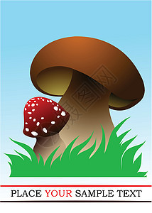 两个森林蘑菇 矢量插图图片
