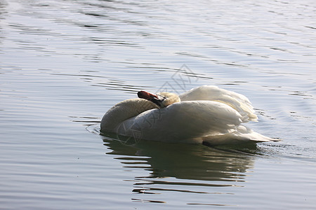 在法国湖边的野天鹅哑巴忠诚荒野脖子野生动物翼展镜子池塘羽毛蓝色优美图片