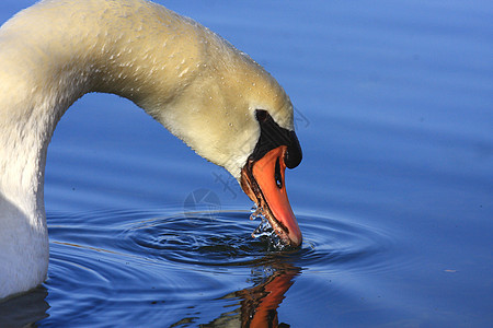 在法国湖边的野天鹅哑巴蓝色优美脖子海浪镜子忠诚翅膀池塘反射飞行图片
