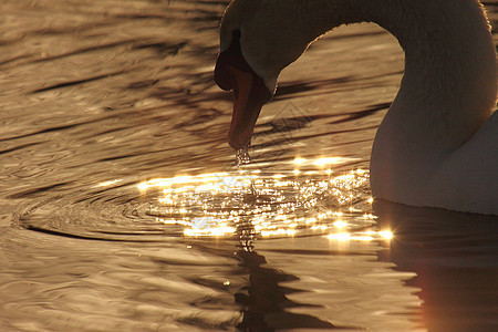在法国湖边的野天鹅哑巴运动忠诚羽毛翅膀野生动物反射季节脖子翼展荒野图片
