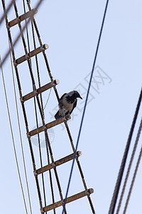 乌鸦在旧帆船的绳梯上站立图片