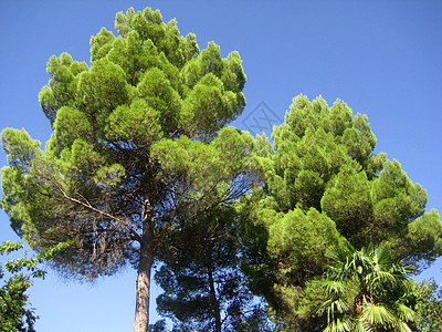 绿树公园天空木头绿色植物群蓝色植物花园图片