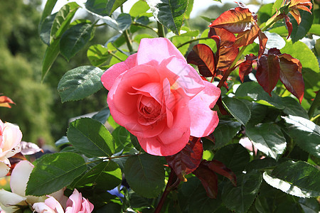 法国春季花卉市场展示百合商业玫瑰植物紫色薰衣草植物群店铺中心图片