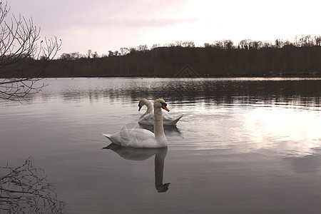 在法国湖边的野天鹅哑巴脖子池塘羽毛运动季节优美镜子反射蓝色翼展图片