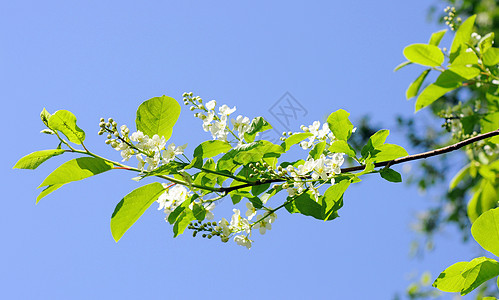 苹果花白色粉色蓝色植物枝条美丽生活季节花朵阳光图片