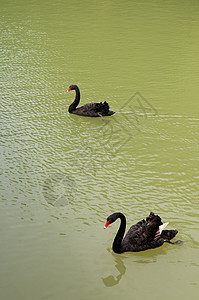 黑鹅水禽鸟类水鸟荒野野生动物天鹅脖子漂浮羽毛游泳图片