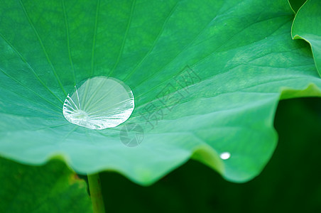 莲花垫叶上的水滴池塘风化花园荷花灌木百合生物学软垫情调植物图片