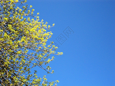 带绿床单的春蓝无云天空外邦植物蓝色多叶黄色绿色图片
