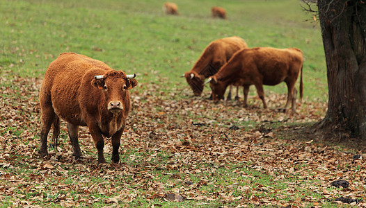 牛喇叭农场牧场牛角动物牛奶农业哺乳动物棕色销售人员图片